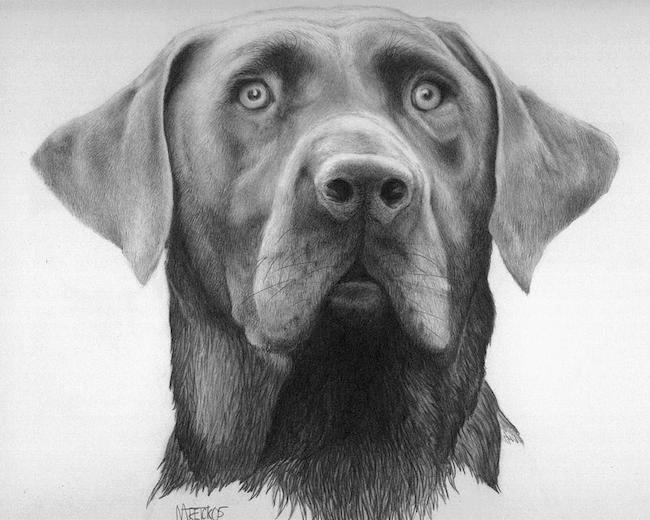 Mark Treick pencil drawings my dog logan