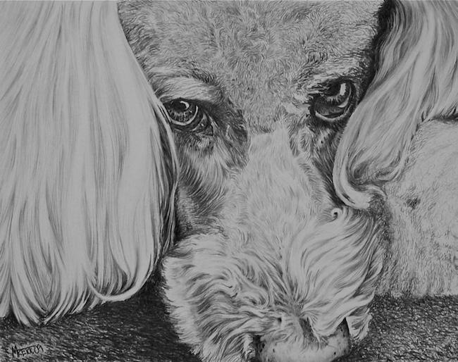 Mark Treick pencil drawings standard poodle